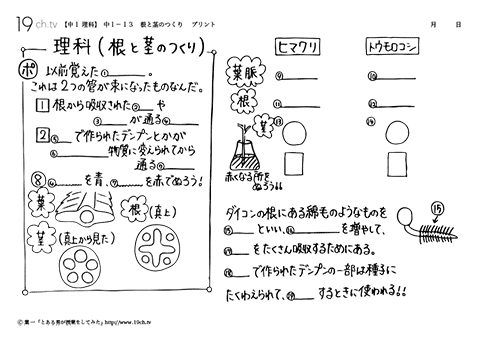 根と茎のつくり