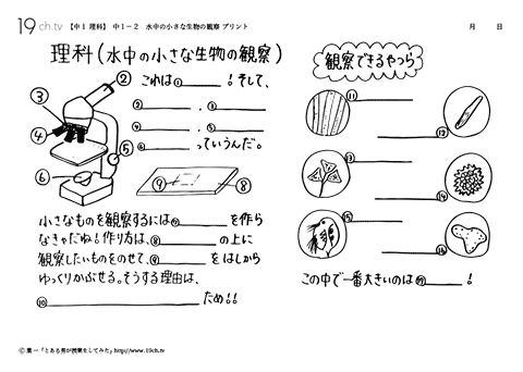 水中の小さな生物の観察