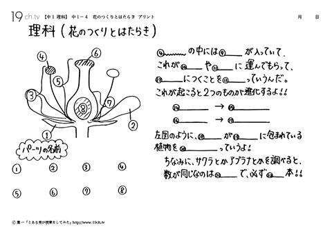 花のつくりとはたらき