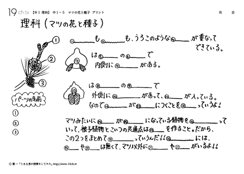 マツの花と種子