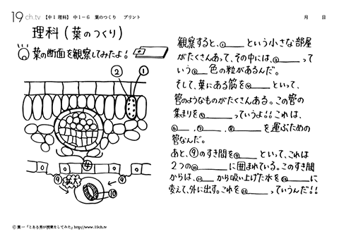 葉のつくり