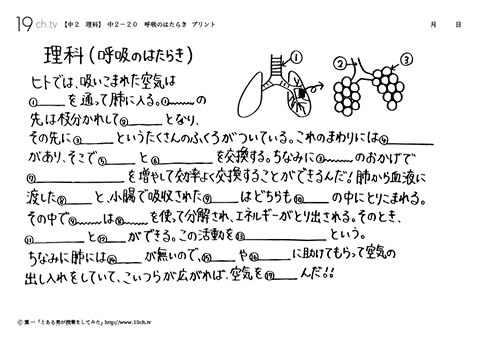呼吸のはたらき