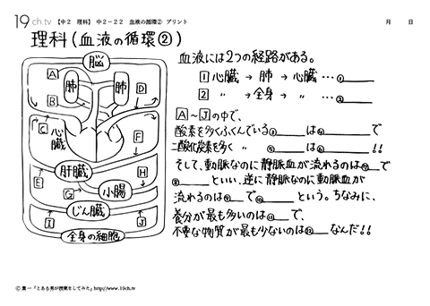 血液の循環②