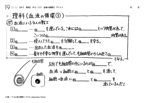血液の循環③