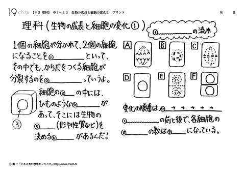 生物の成長と細胞の変化①